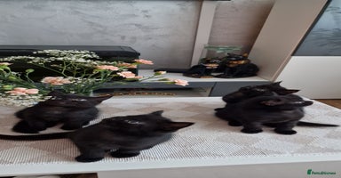 Mixed Breed cats - Advert 14