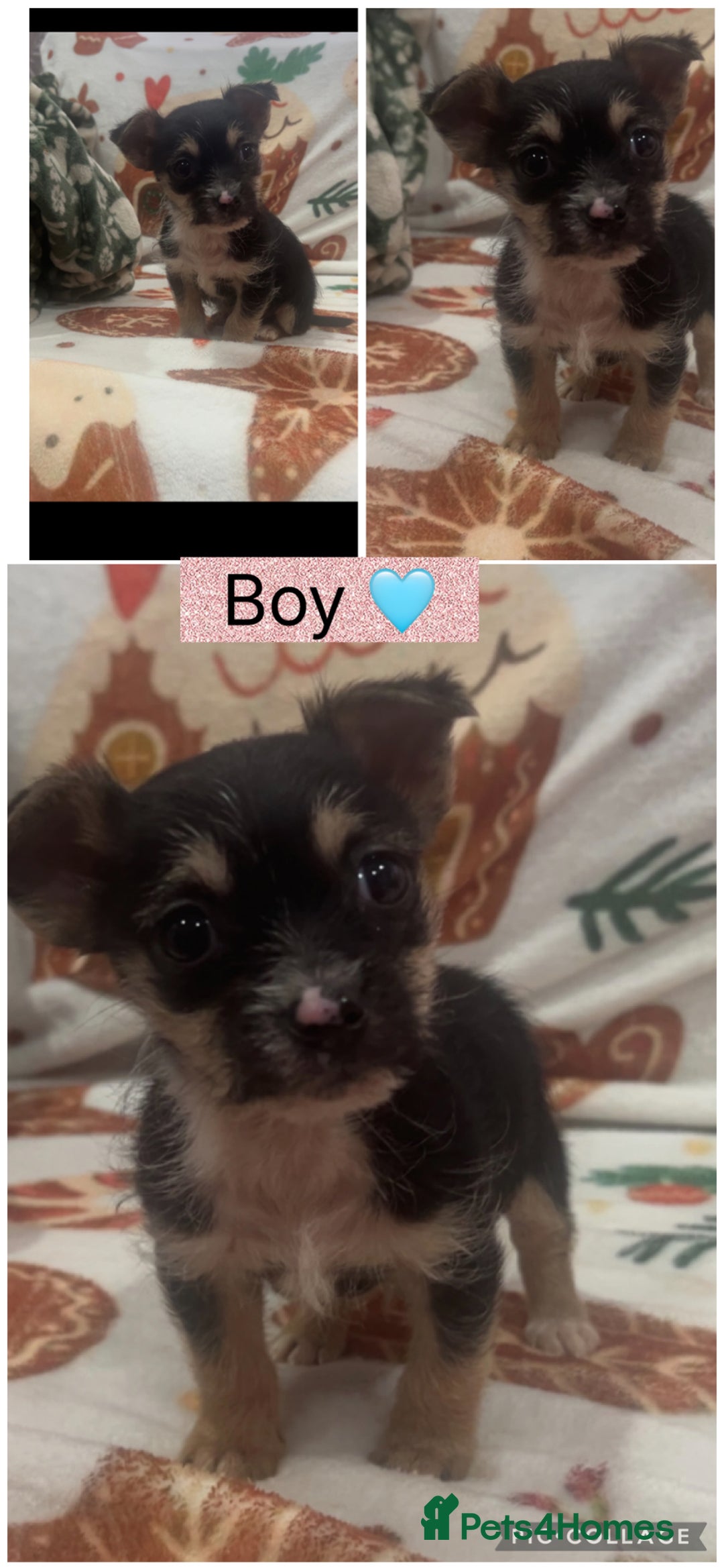 Chihuahua dogs for sale: Chihuahua puppies  - Advert 4