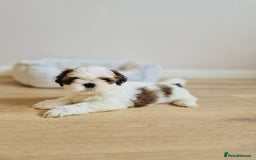 Shih Tzu dogs for sale: Shihtzu  - Image 1