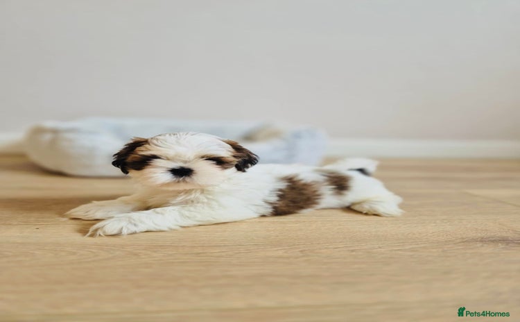Shih Tzu dogs - Advert 2