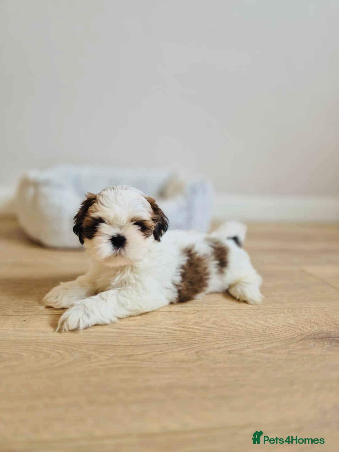 Shih Tzu dogs for sale: Shihtzu  - Image 1