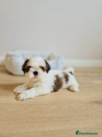 Shih Tzu dogs - Advert 6