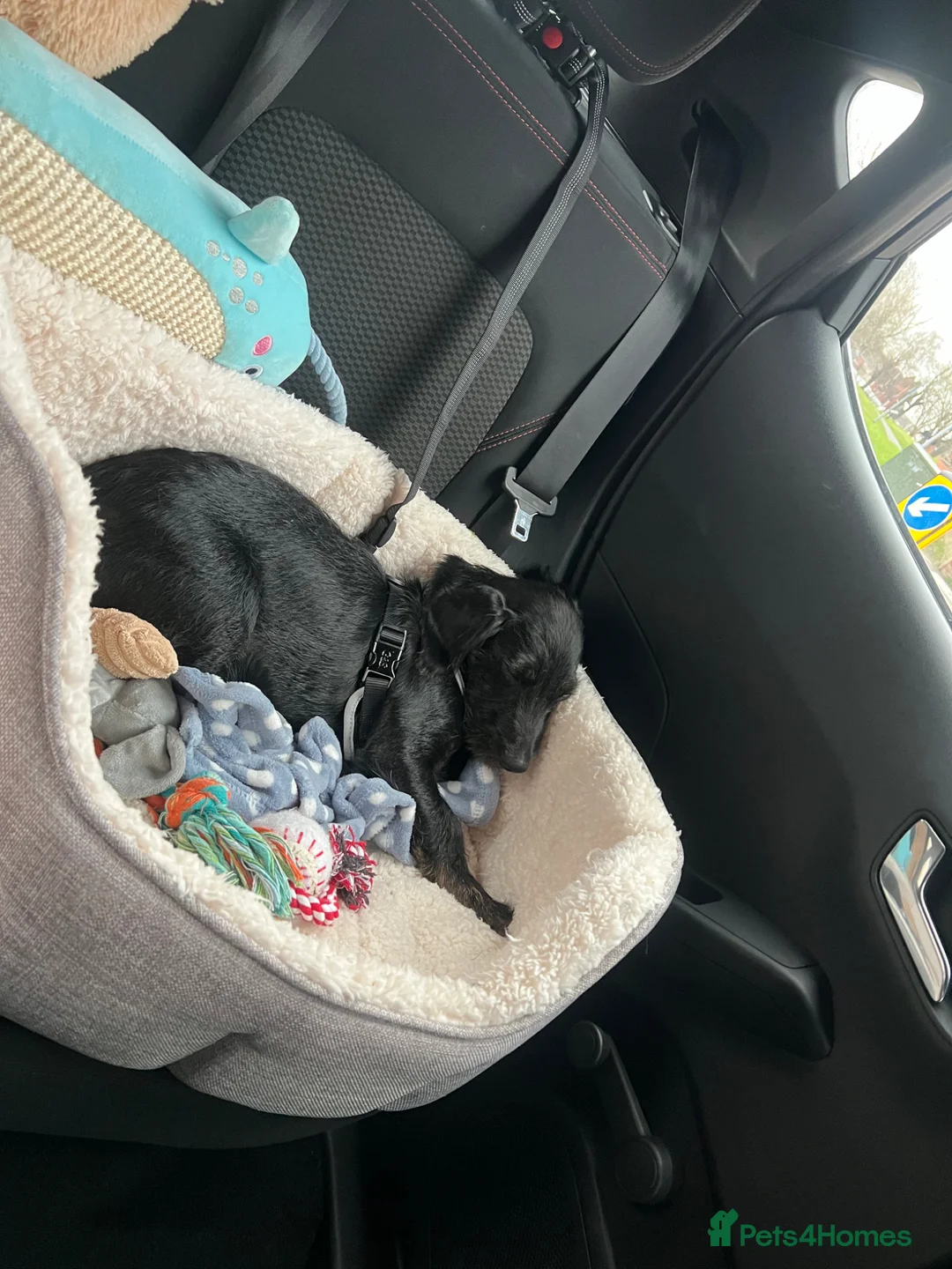 Doxiepoo dogs for sale: Barney puppy  - Advert 2