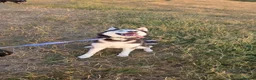 Siberian Husky dogs for sale: Pedigree husky puppies  in Clacton-on-Sea - Advert 1