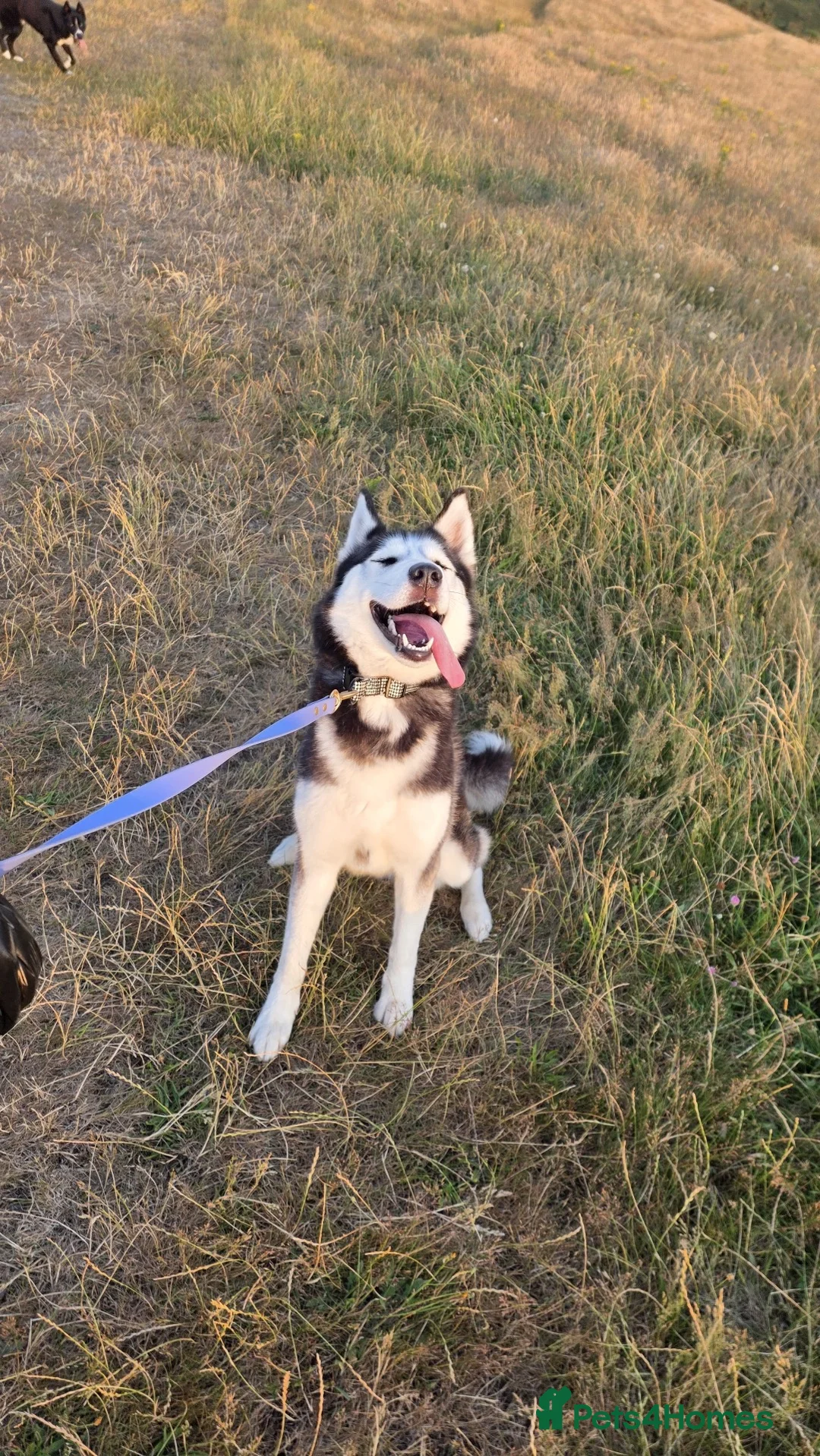 Siberian Husky dogs for sale: Pedigree husky puppies  in Clacton-on-Sea - Advert 1