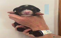 Mixed Breed dogs for sale: Labernese x Bernese mountain dog puppies  - Image 27