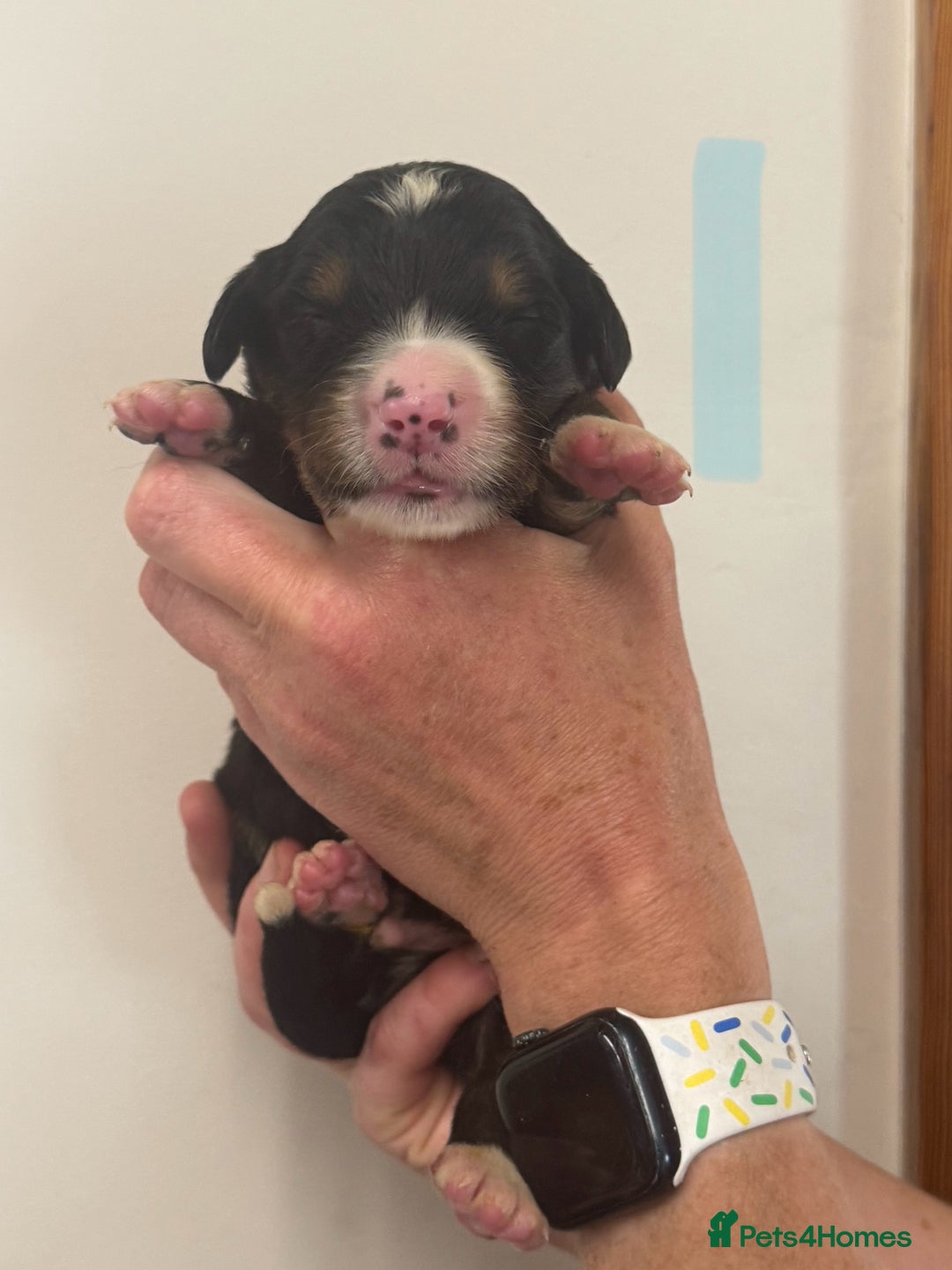 Mixed Breed dogs for sale: Labernese x Bernese mountain dog puppies  - Image 27
