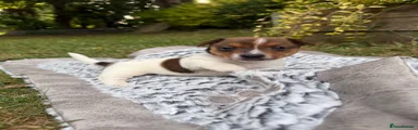 Jack Russell 2