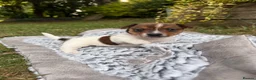 Jack Russell dogs for sale: Gorgeous Jack Russell puppies in Crewe - Advert 5