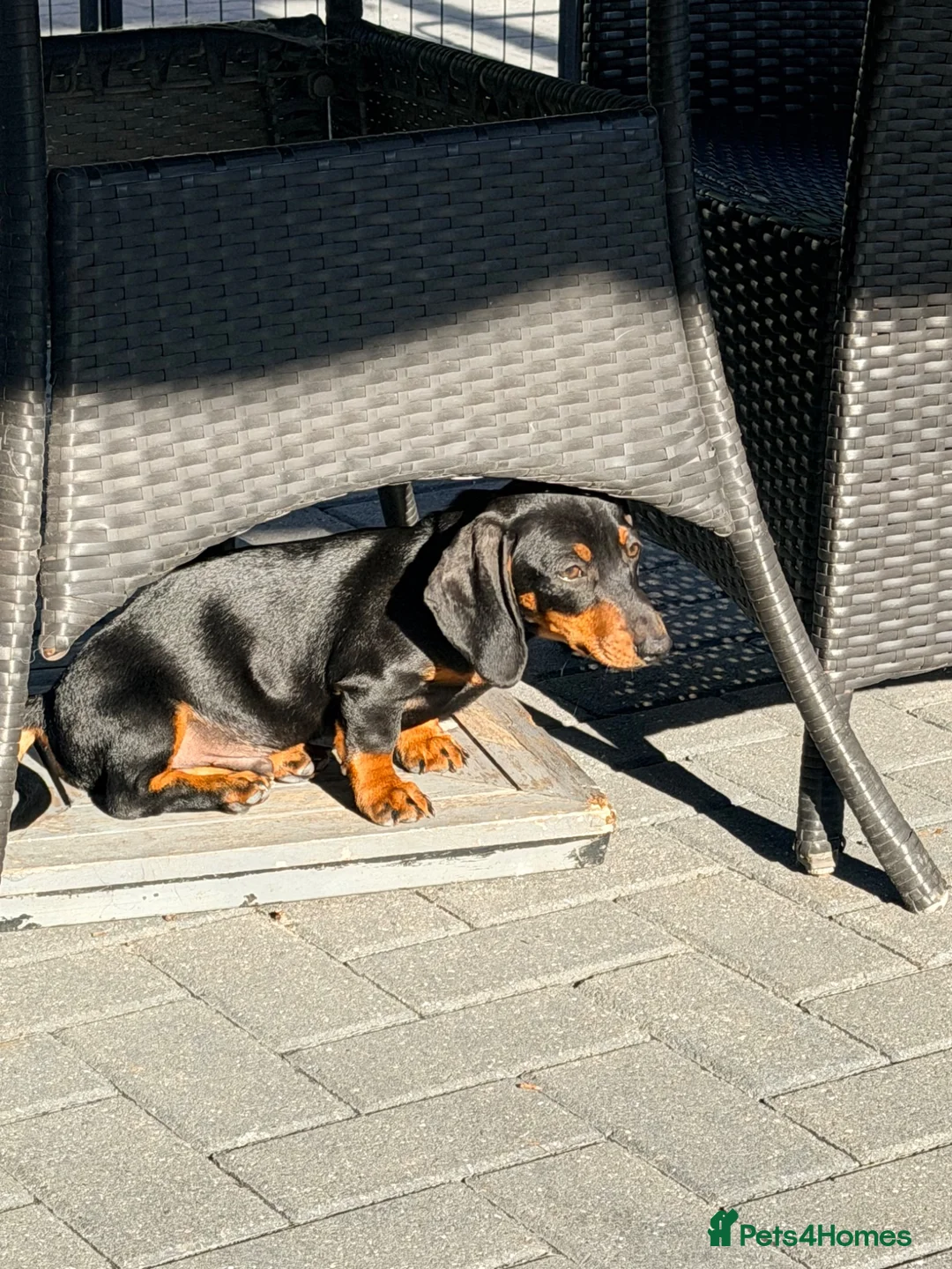 Miniature Dachshund dogs for sale: Male miniature Daschund 5 months old  - Advert 4