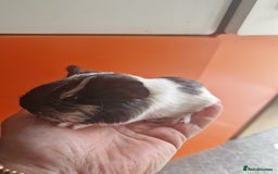 Guinea Pig rodents for sale: Baby Guinea Pigs  - Image 2