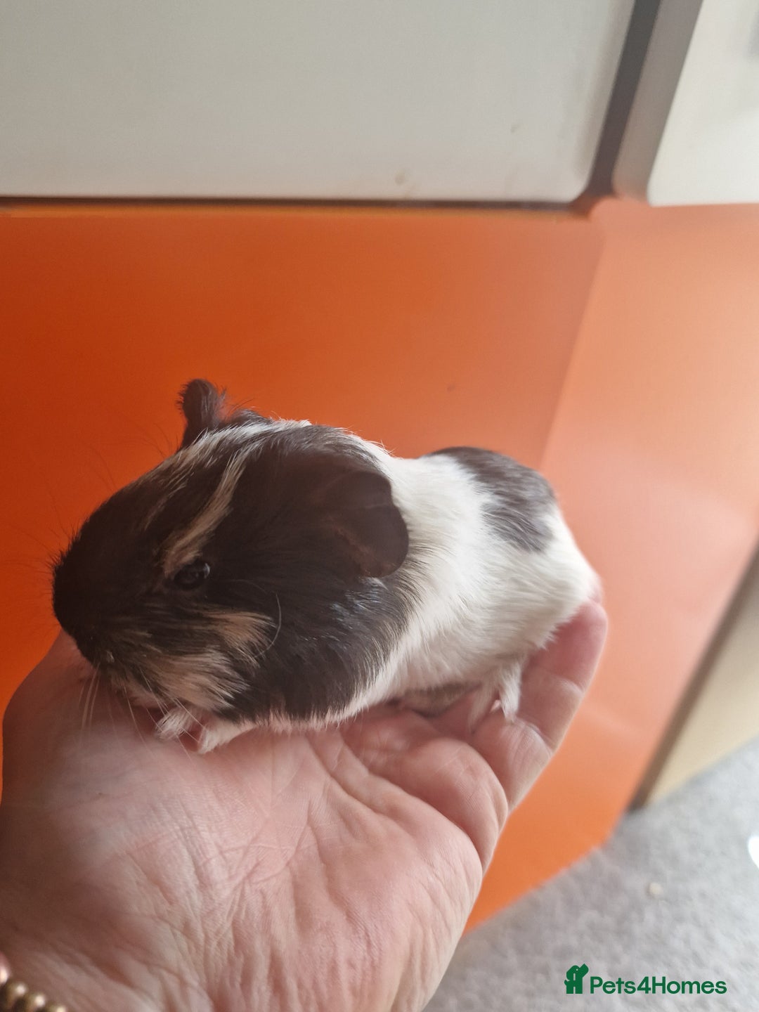 Guinea Pig rodents for sale: Baby Guinea Pigs  - Image 2