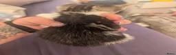 Mixed Breed cats for sale: 4 female kittens  - Advert 9