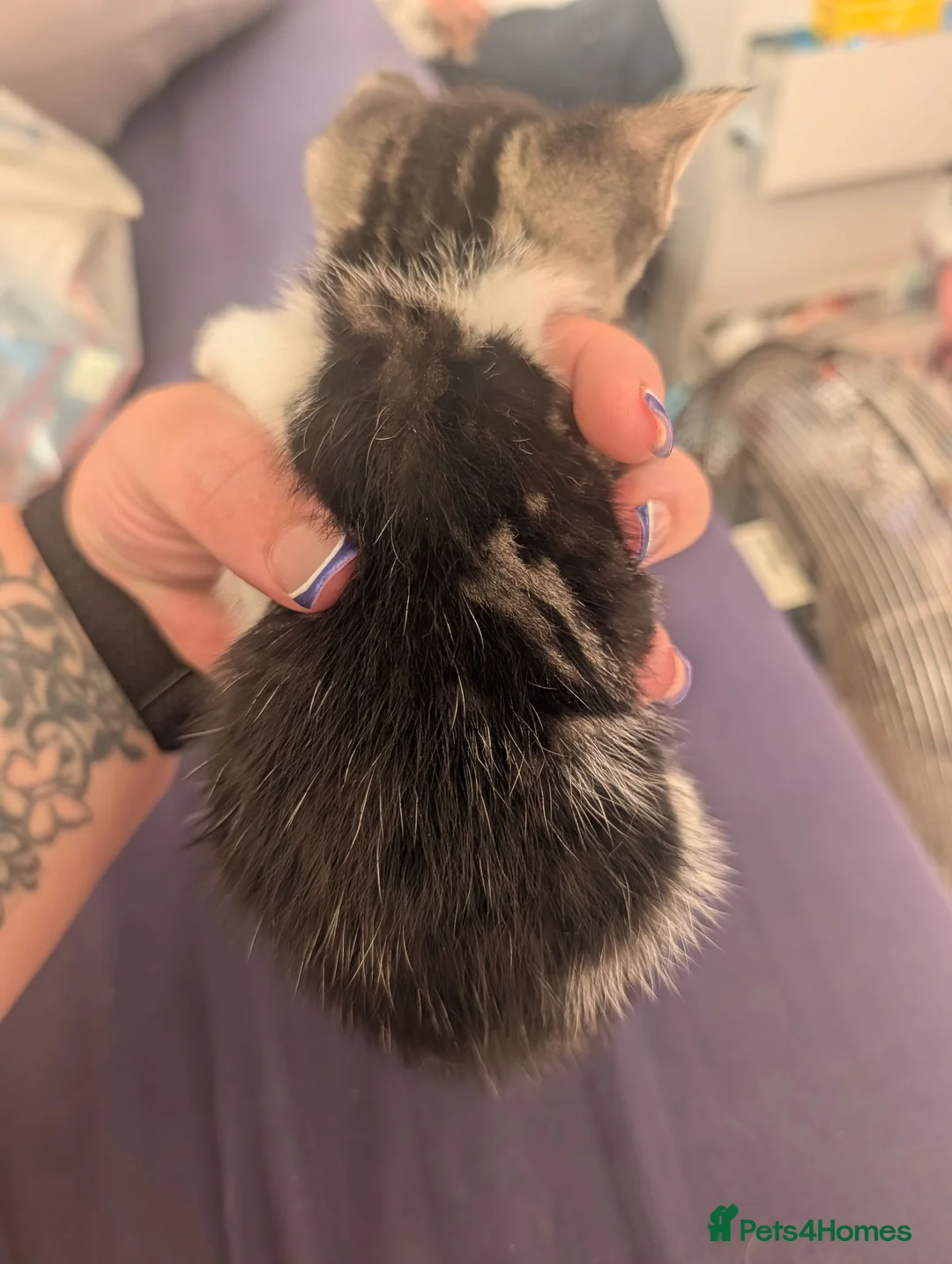 Mixed Breed cats for sale: 4 female kittens  - Advert 9