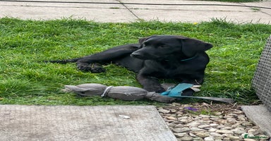Labrador Retriever dogs - Advert 16