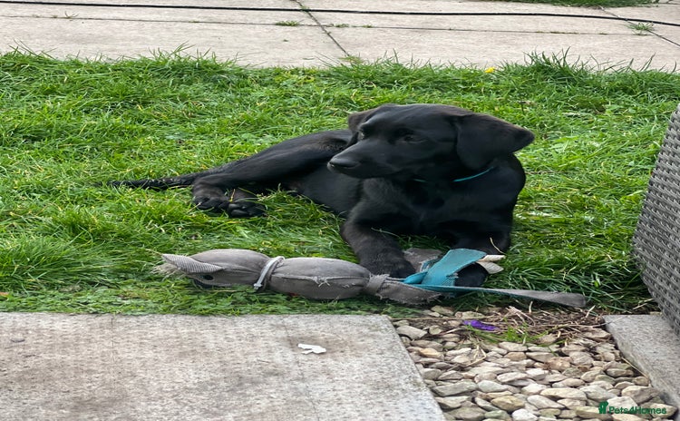 Labrador Retriever dogs - Advert 3