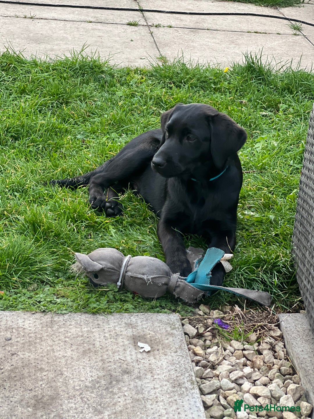 Labrador Retriever dogs for sale: KC Registered Black Labrador Pups 🐾 - Image 2