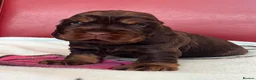 Cocker Spaniel dogs for sale: **Stunning CHOCLATE TAN Show Cocker pups** in Oldbury - Advert 2