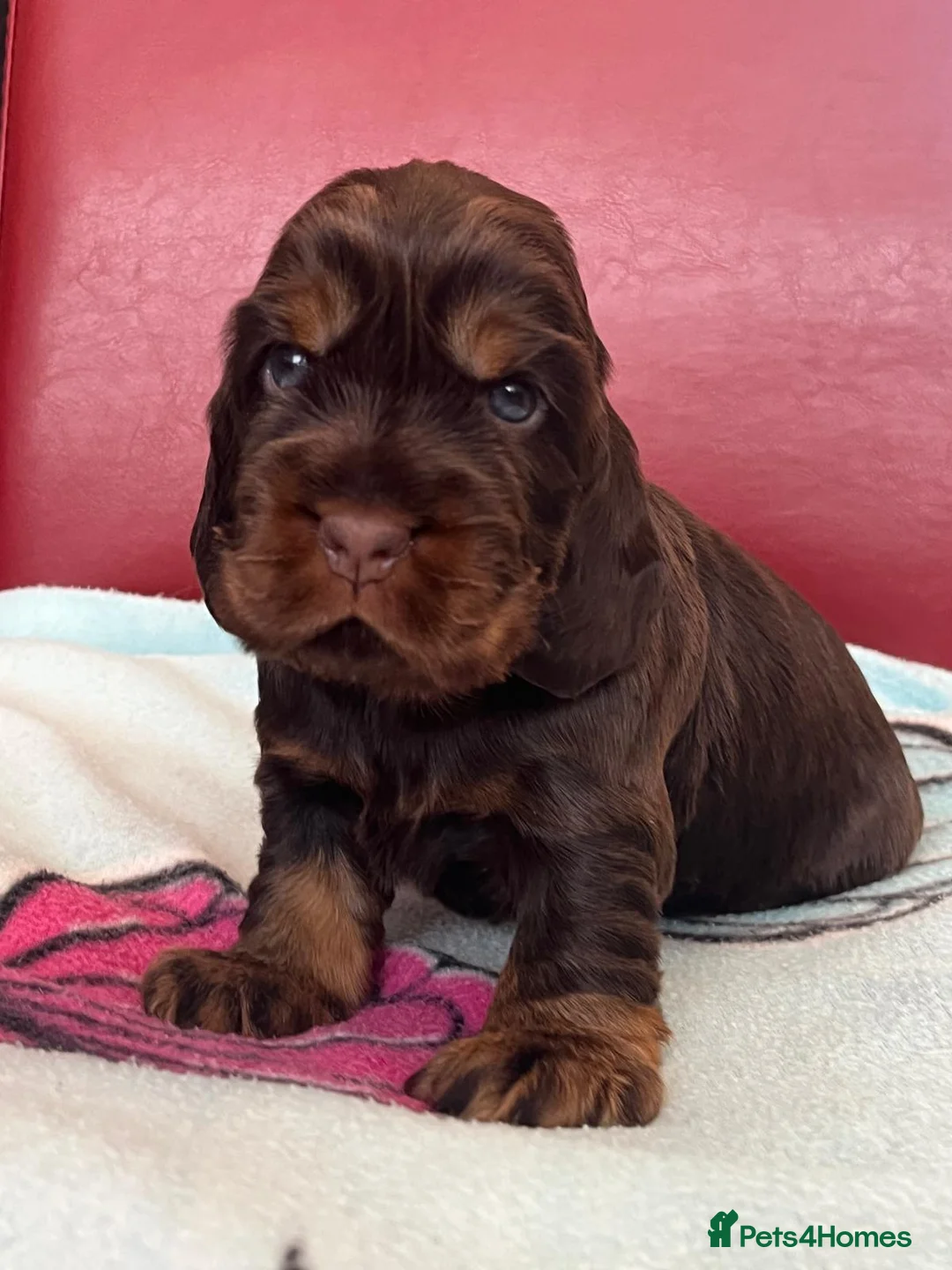Cocker Spaniel dogs for sale: **Stunning CHOCLATE TAN Show Cocker pups** in Oldbury - Advert 2