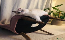 Ragdoll cats for sale: Female kitten become available! Pure Ragdoll in Derby - Image 11