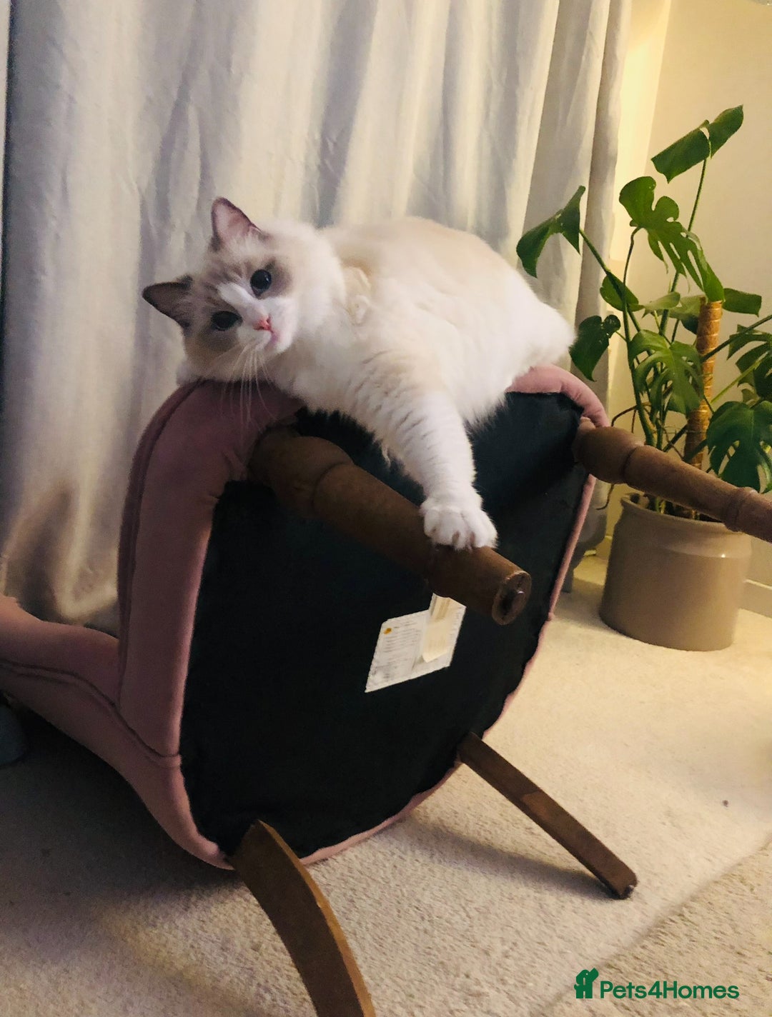 Ragdoll cats for sale: Female kitten become available! Pure Ragdoll in Derby - Image 11