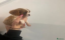 Cavalier King Charles Spaniel dogs for sale: cavalier king charles spaniels 1 little girl left - Image 5
