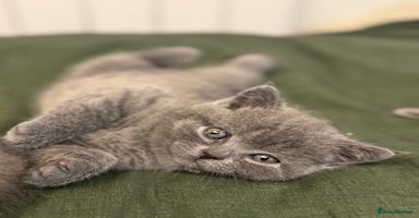 British Shorthair cats - Advert 13