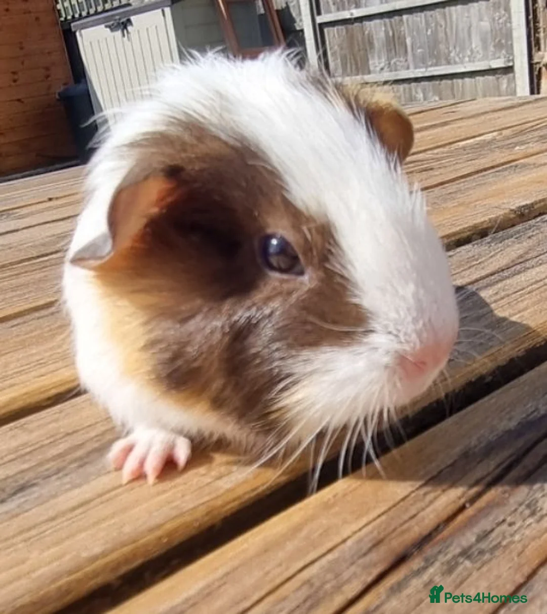 Guinea Pig rodents for sale: Beautiful Baby guinea pigs for sale  - Advert 1