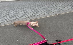 Mixed Breed dogs for sale: Pocket bully - Image 3