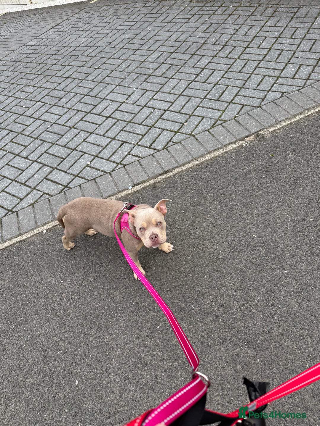 Mixed Breed dogs for sale: Pocket bully - Image 3