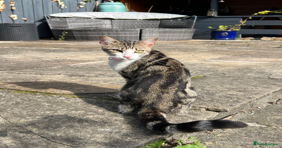 Beautiful Bengal Cross seeking a loving new home for sale in Hull ...