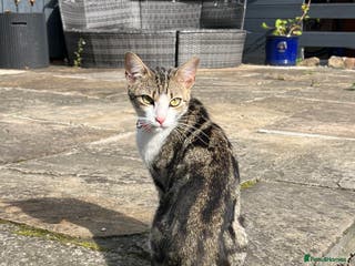 Mixed Breed cats Beautiful Bengal Cross seeking a loving new home - Advert 4