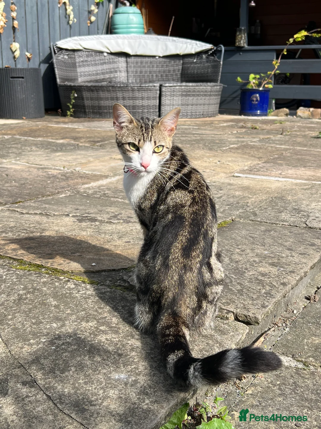 Mixed Breed cats for sale: Beautiful Bengal Cross seeking a loving new home - Advert 1
