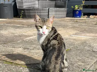 Mixed Breed cats Beautiful Bengal Cross seeking a loving new home - Advert 22