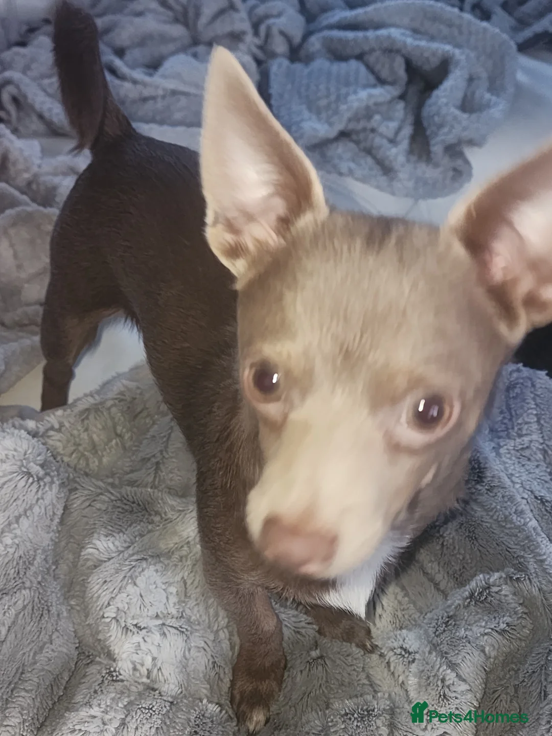 Chihuahua dogs for sale: Charlie bear - Advert 3
