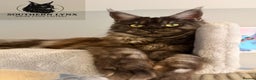 Maine Coon cats for sale: WAITING LIST OPEN-Maine Coon Kittens Due February  - Advert 3
