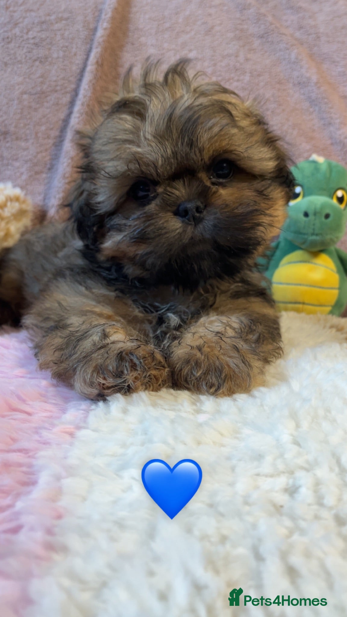 Shih Tzu dogs 3 girls and 2 boys left for sale  - Advert 3