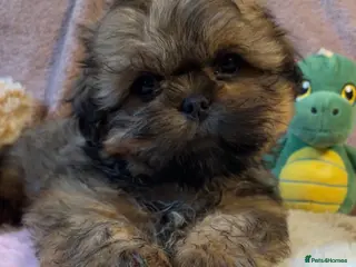 Shih Tzu dogs 3 girls and 2 boys left for sale - Advert 3