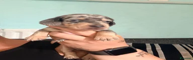 Dachshund 4