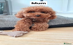 Toy Poodle dogs for sale: Charming Toy Poodle Puppies - Image 30
