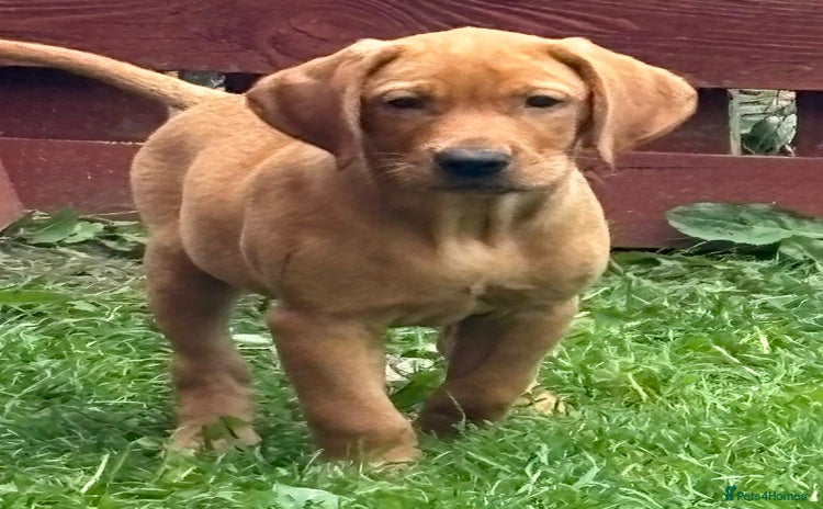 Labrador Retriever dogs - Advert 14