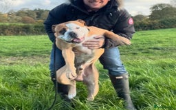 Olde English Bulldogge dogs for sale: Stanley - Image 1
