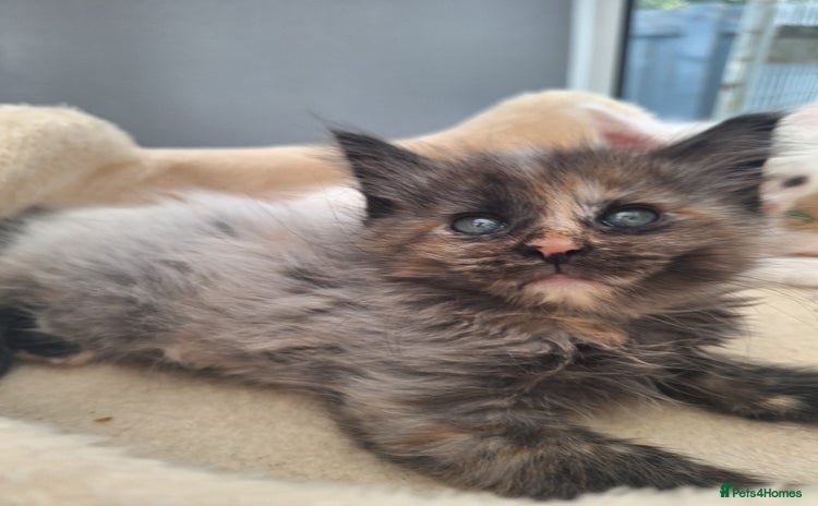Maine Coon cats - Advert 13