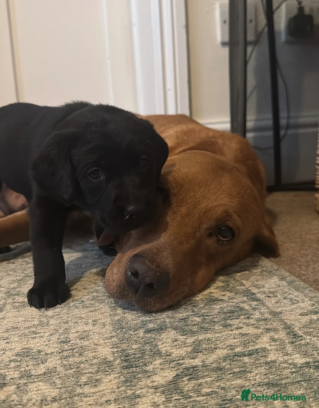 Labrador Retriever dogs for sale: Beautiful KC registered Lab boys  - Advert 5