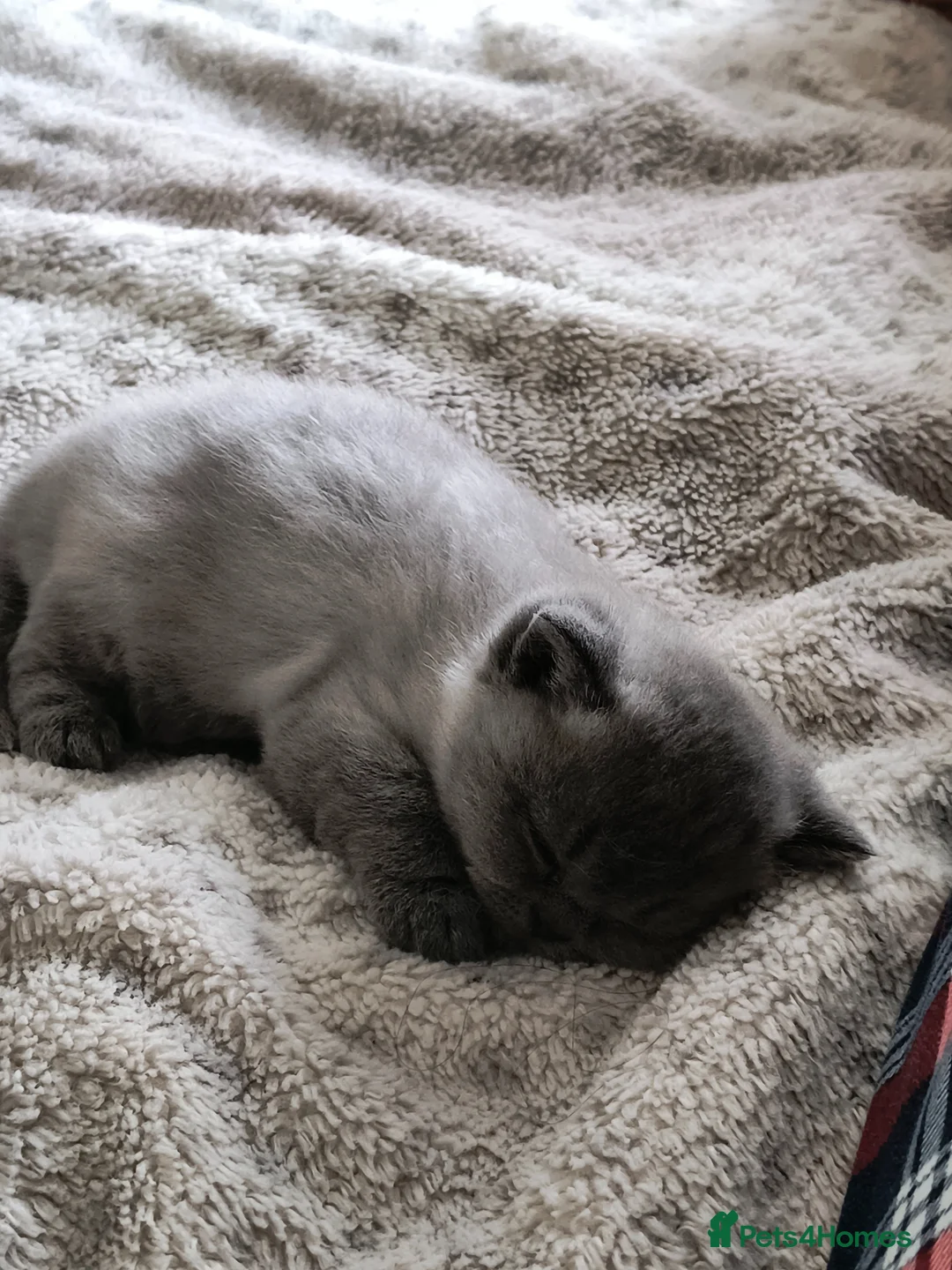 British Shorthair cats for sale: Magnificent litter Champion bloodline  - Advert 2