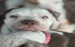 American Bulldog dogs for sale: 11 beautiful American bulldogs puppies. - Image 2