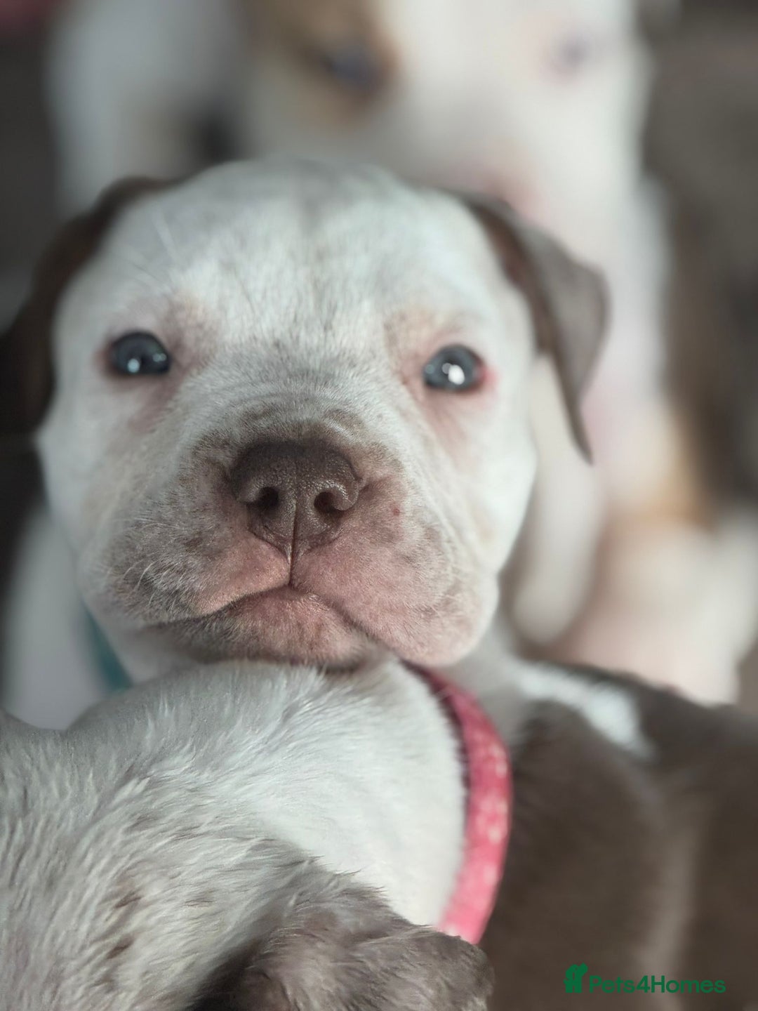 American Bulldog dogs for sale: 11 beautiful American bulldogs puppies. - Image 2
