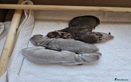 Miniature Dachshund dogs for sale: Gorgeous Miniature Dachshund Puppies - Image 6