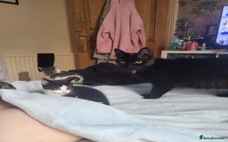 Mixed Breed cats for sale: Urgent Black and white pink nosed female kitten  - Image 7