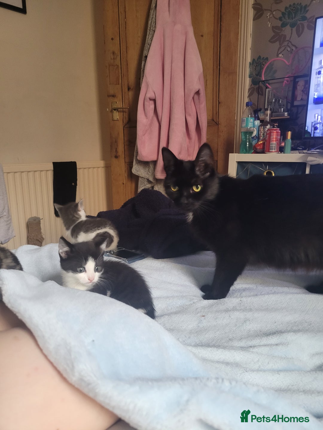Mixed Breed cats for sale: Urgent Black and white pink nosed female kitten  - Image 7